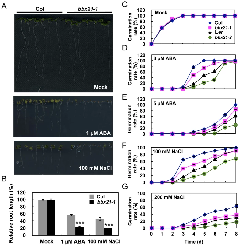 The <i>bbx21</i> mutants are hypersensitive to ABA and NaCl during germination.