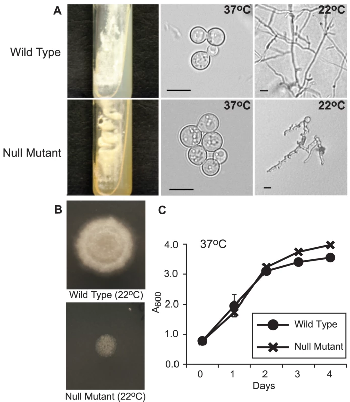 Phenotype of the <i>SREB</i> null mutant.