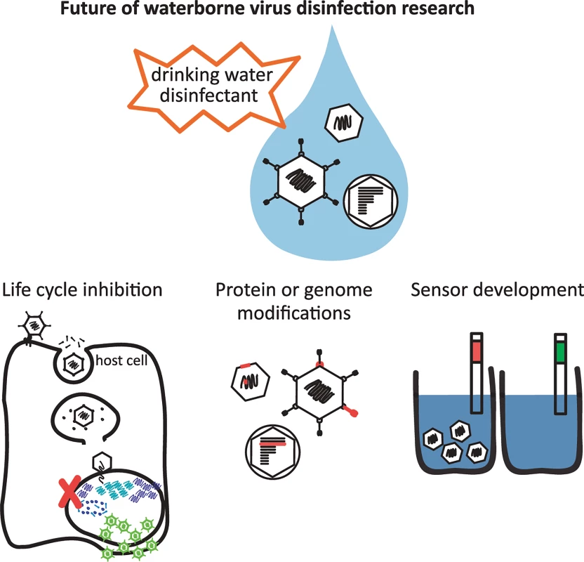 Future of waterborne virus research to provide safe drinking water globally.