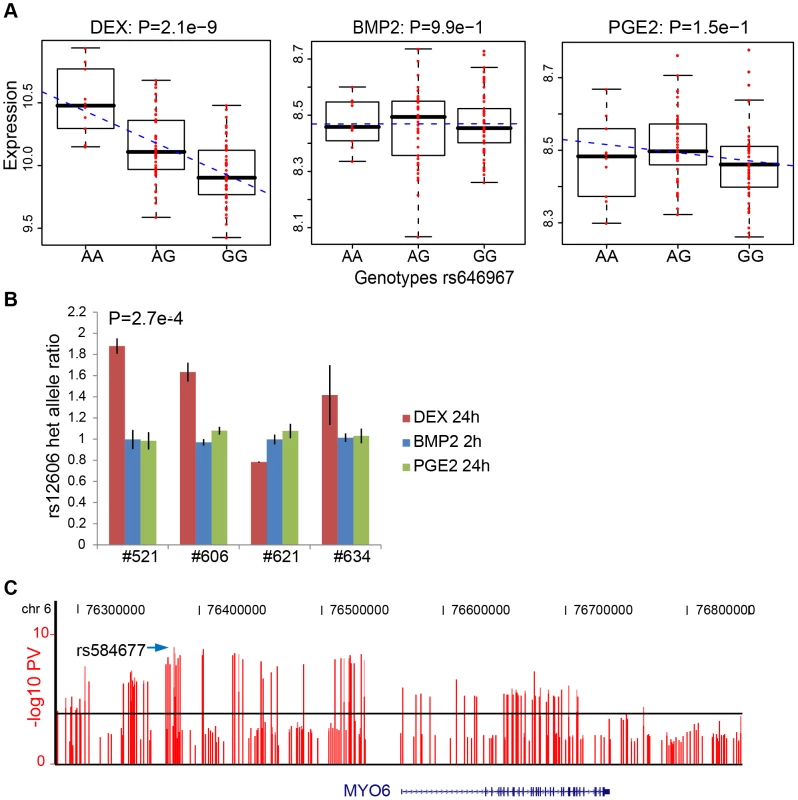 DEX–specific cis-regulation of MYO6 expression.