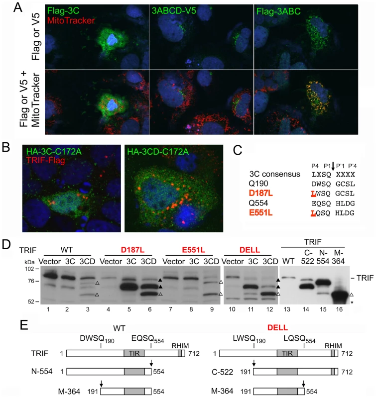 Altered substrate specificity of 3CD contributes to TRIF cleavage.