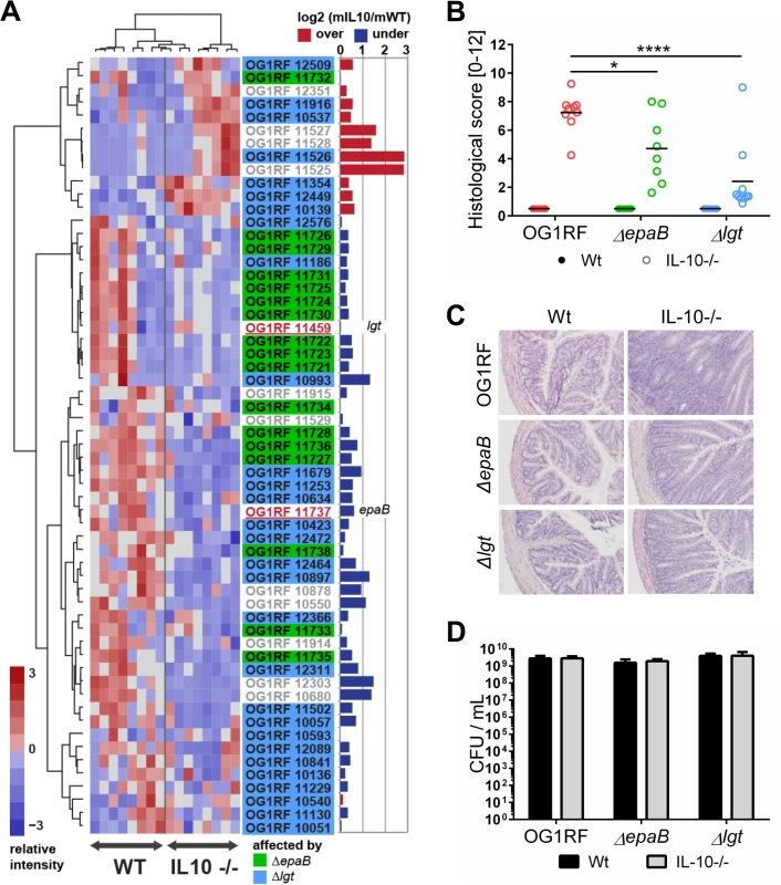 <i>E</i>. <i>faecalis</i> colitogenic activity is mediated by <i>epaB</i> and <i>lgt</i>.