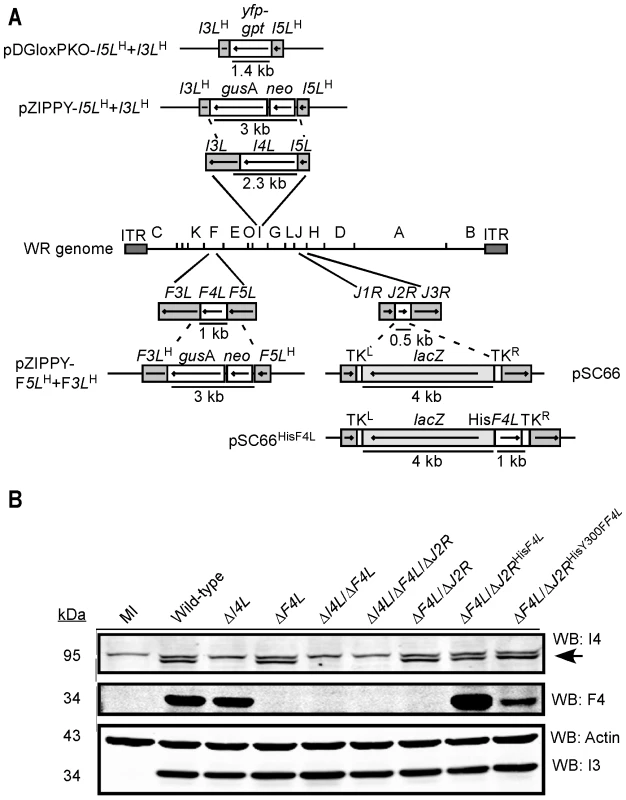 Construction of recombinant VACV strains.