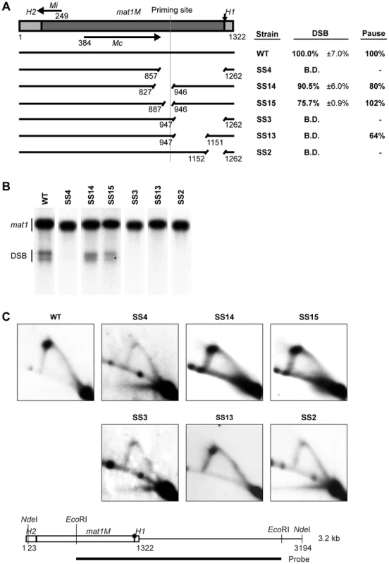 Identification of two regions required for imprinting and pausing within the <i>mat1M</i> cassette.