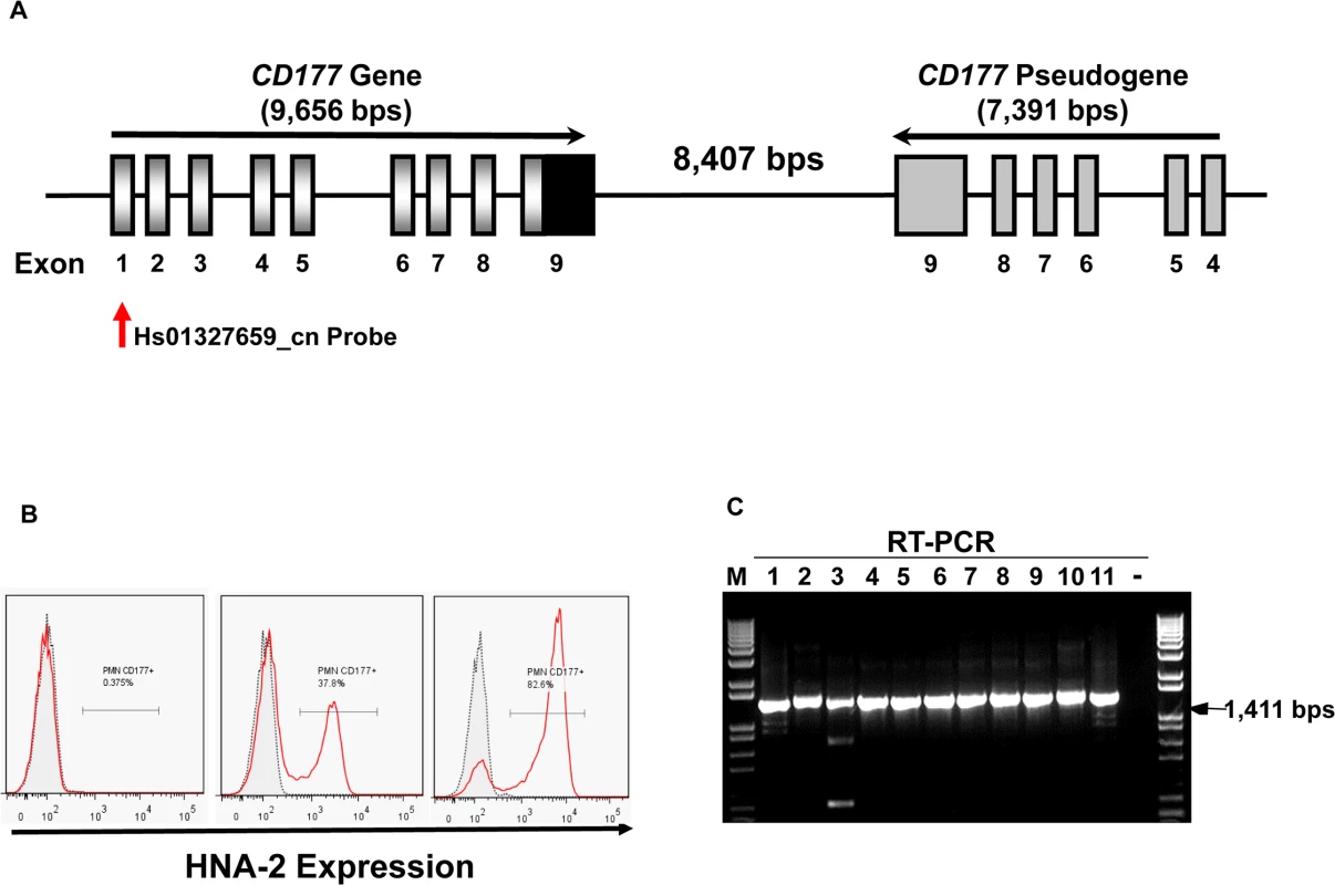 <i>CD177</i> gene structure and HNA-2 expression.