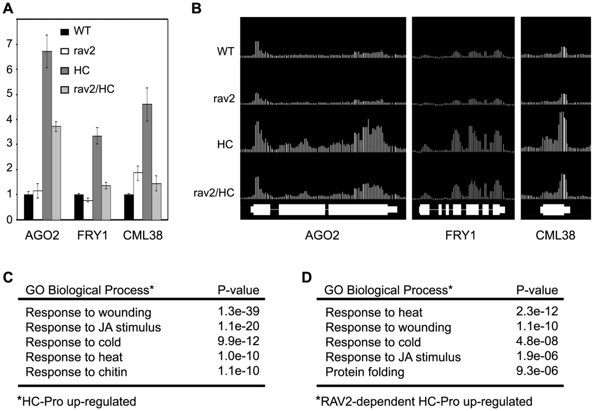 Tiling Microarray Analysis and RT qPCR Show <i>RAV2</i>-dependent Up-regulation of Silencing-associated Genes by HC-Pro.