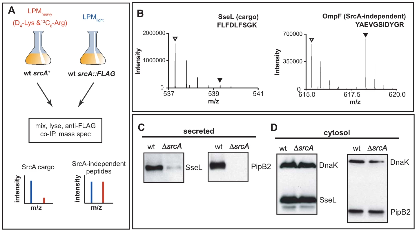 SrcA is a multi-cargo secretion chaperone for SseL and PipB2.