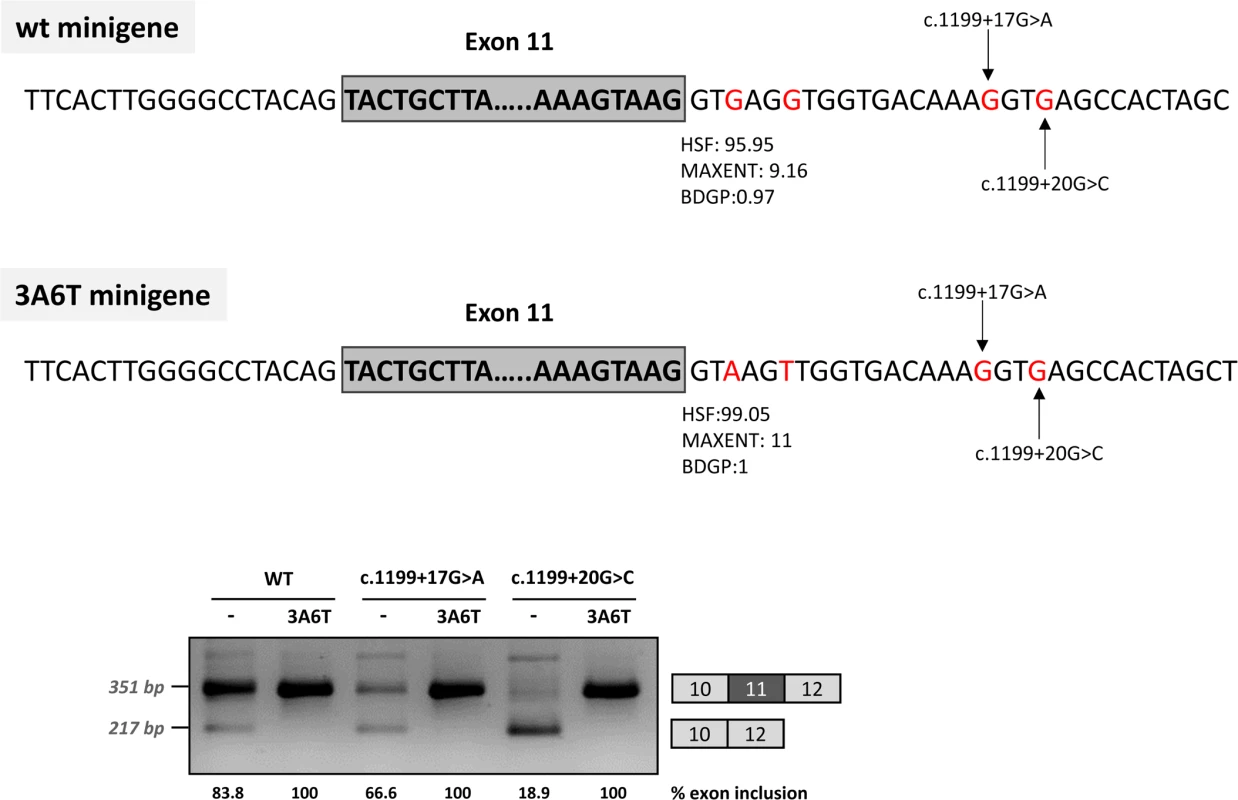 Effect of the optimization of the 5’ splice site of exon 11 on minigenes splicing profile.