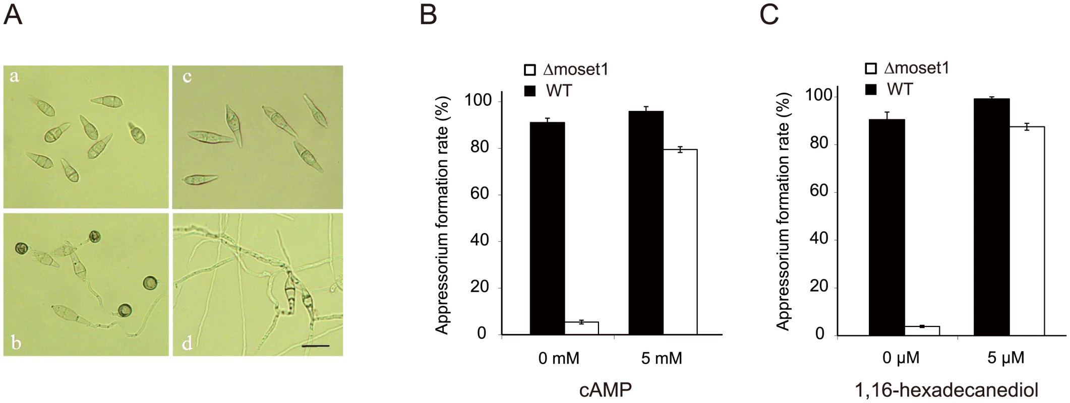 The defect of <i>Δmoset1</i> mutants in appressorium formation was restored by exogenous signal molecules.