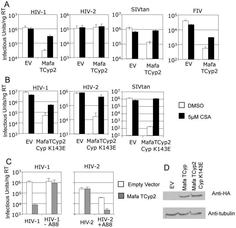 Restriction specificity of TRIMCyps against HIV-1, HIV-2 and FIV.