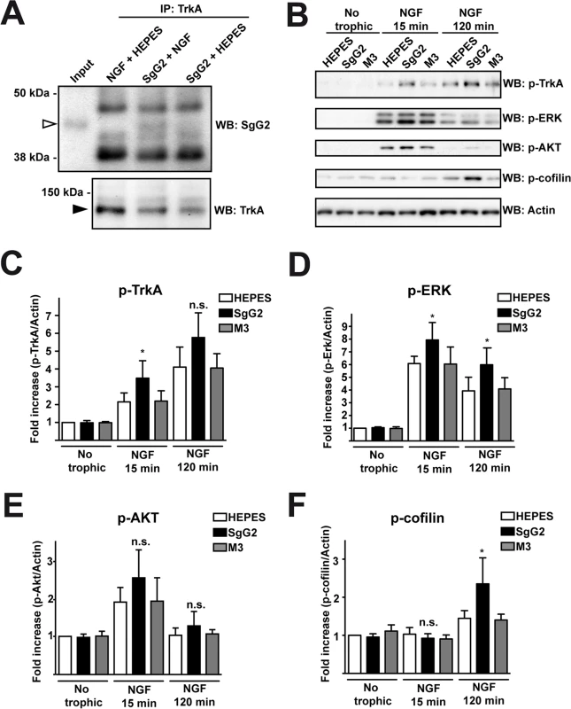 SgG2 modifies NGF-TrkA signaling.