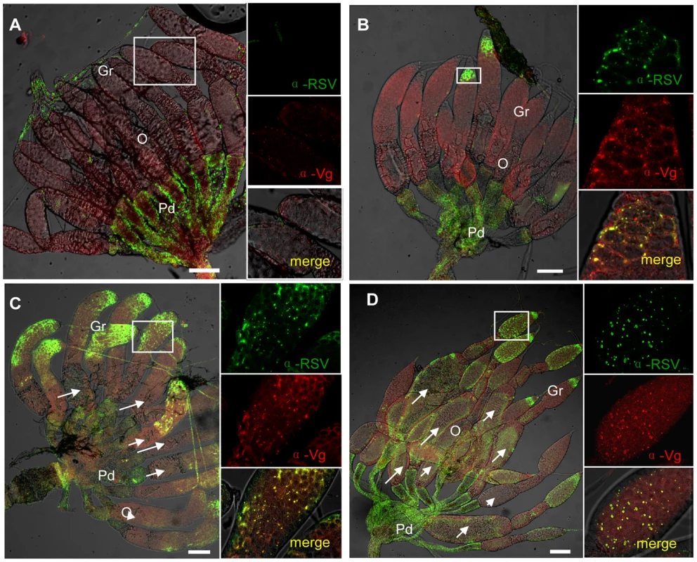 Injection of dsvg or dsgfp resulted in different RSV infection levels in the ovary.