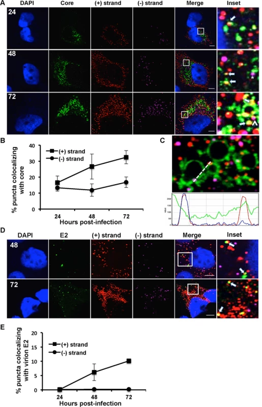 Colocalization of (+) and (−) strand HCV RNAs with core protein and virion E2.