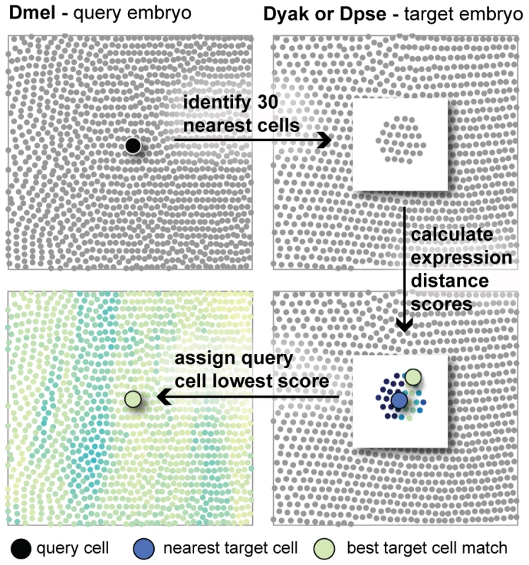 The expression distance metric can be used to search for corresponding cells.
