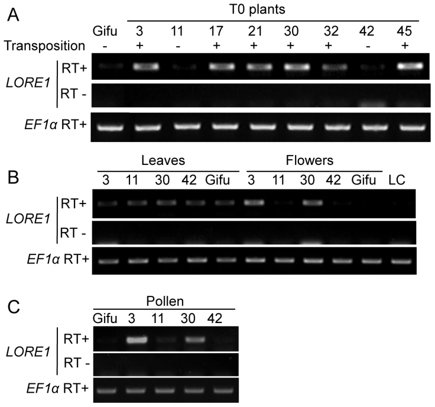 Correlation between transcription level and transpositional activity of <i>LORE1</i>.