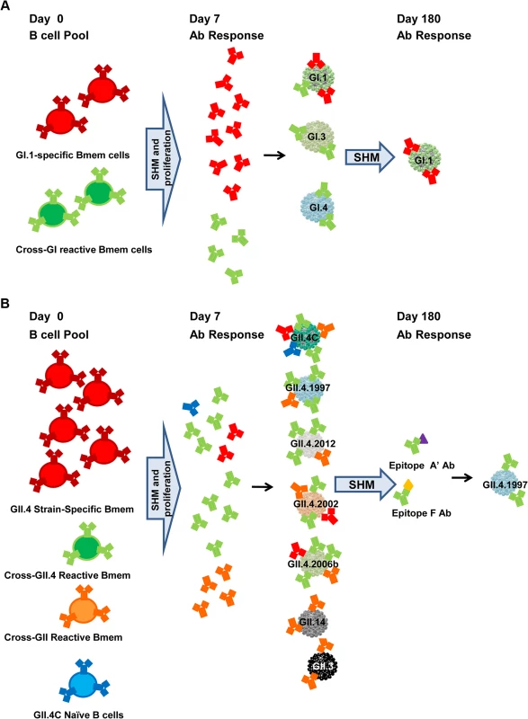 Proposed mechanisms for antibody responses induced by GI.1/GII.4C multivalent vaccine.