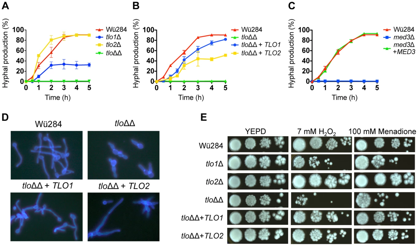 Phenotypic analysis of <i>C. dubliniensis tloΔ</i> and <i>med3</i>Δ mutants.