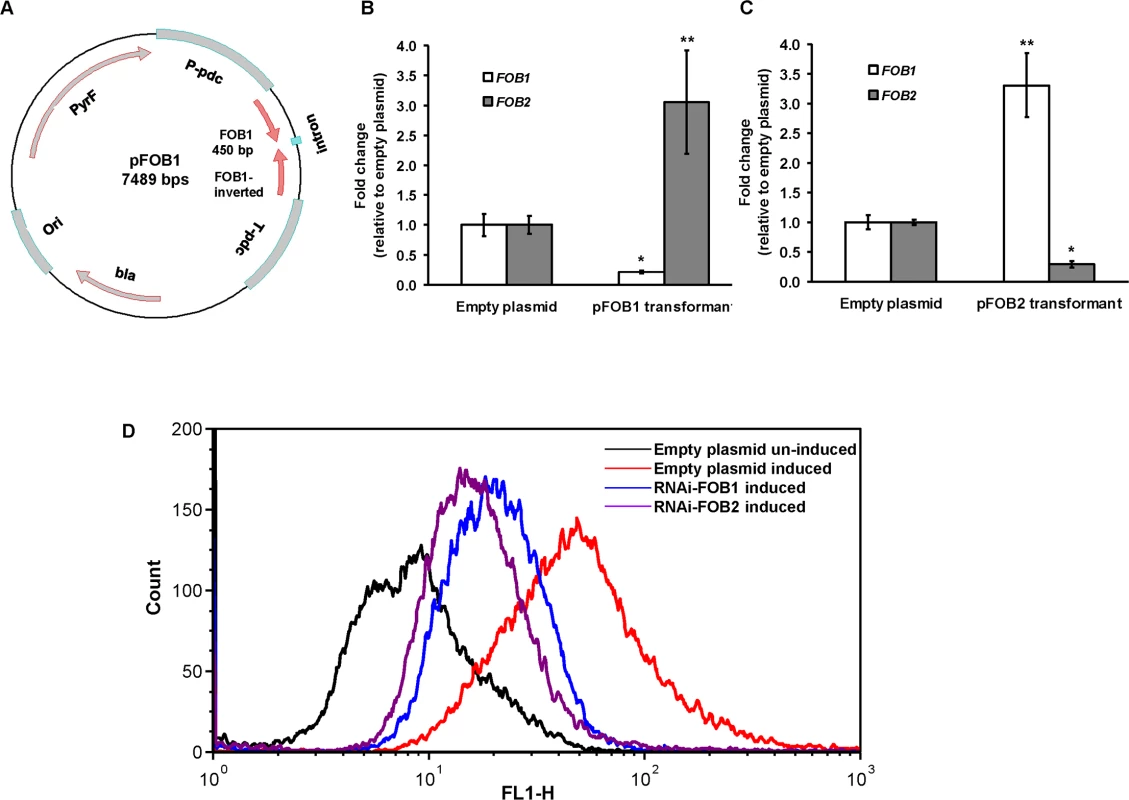 RNA-i targeting a single putative ferrioxamine receptor leads to compensatory effect with the other receptor.