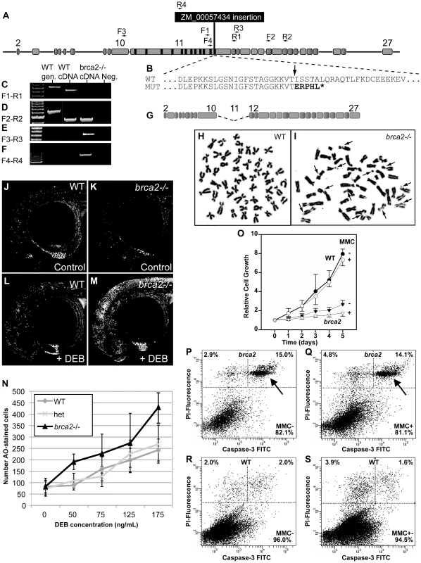 A zebrafish <i>brca2</i> insertional mutant reveals a role for <i>brca2</i> in zebrafish genome stability and cell growth.