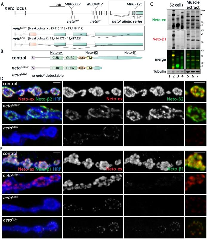 Generation and characterization of <i>neto-β</i> isoform specific alleles.
