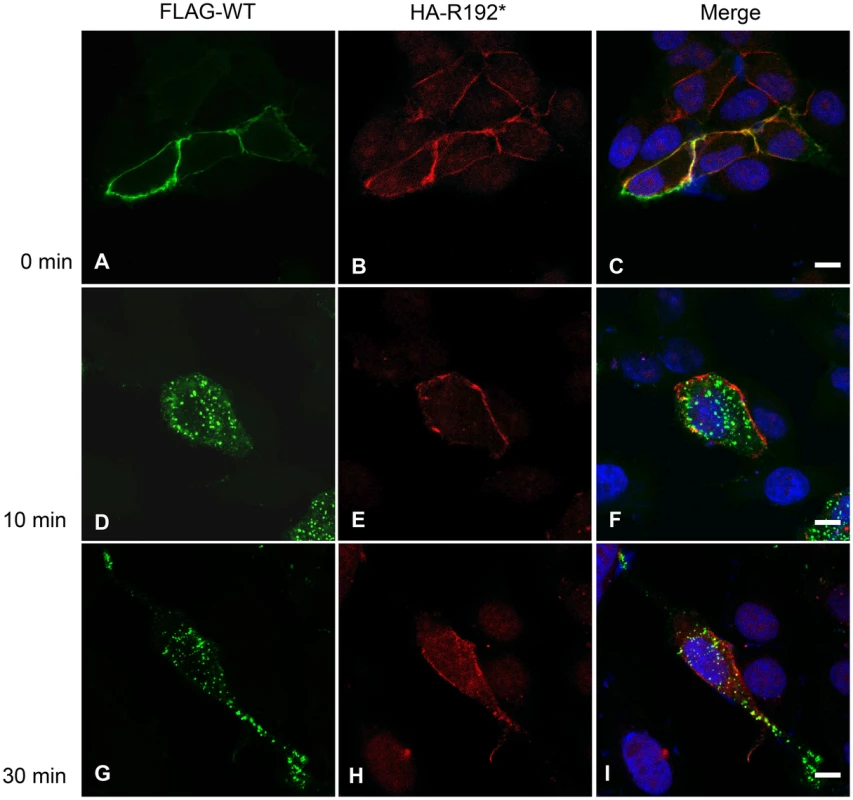 Internalization of full-length wild-type-FLAG and R192*-HA tagged CD164.