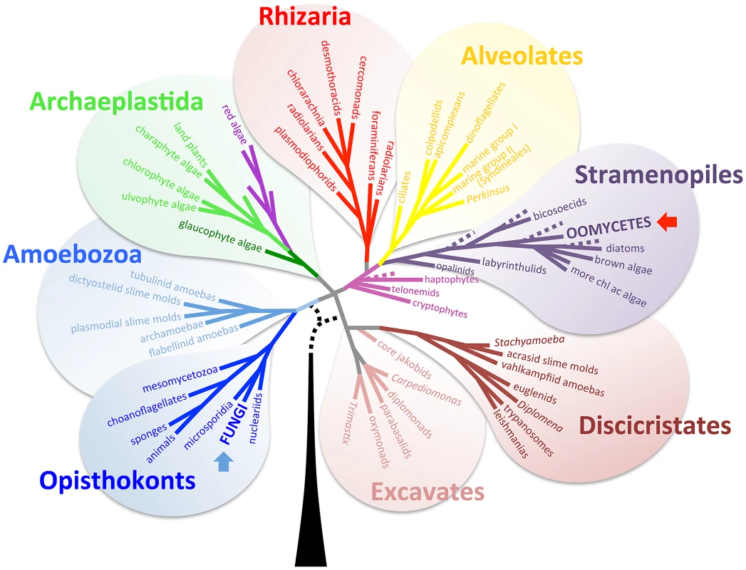 Eukaryotic tree of life (adapted from Baldauf, <i>Science</i>, 2003 <em class="ref">[<b>1</b>]</em>, with her permission).