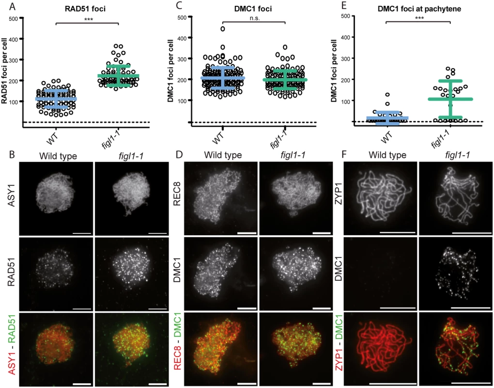 The dynamics of DMC1 and RAD51 are modified in <i>figl1</i>.