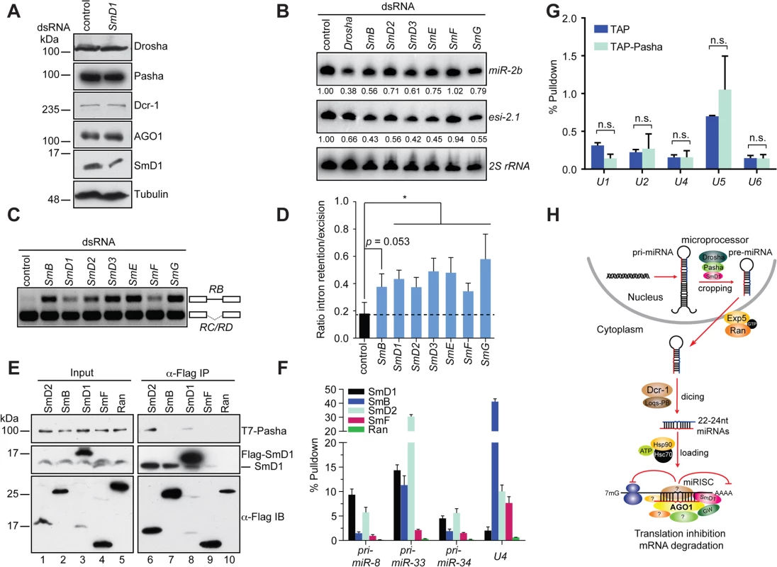 miRNA and splicing machineries are physically and functionally distinct.