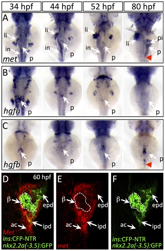 Dynamic expression of <i>met</i> and <i>hgf</i> during pancreas morphogenesis.