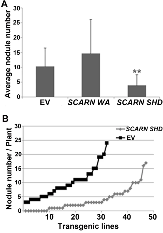 Expression of the Scar Homology Domain (SHD) of SCARN inhibits nodulation.