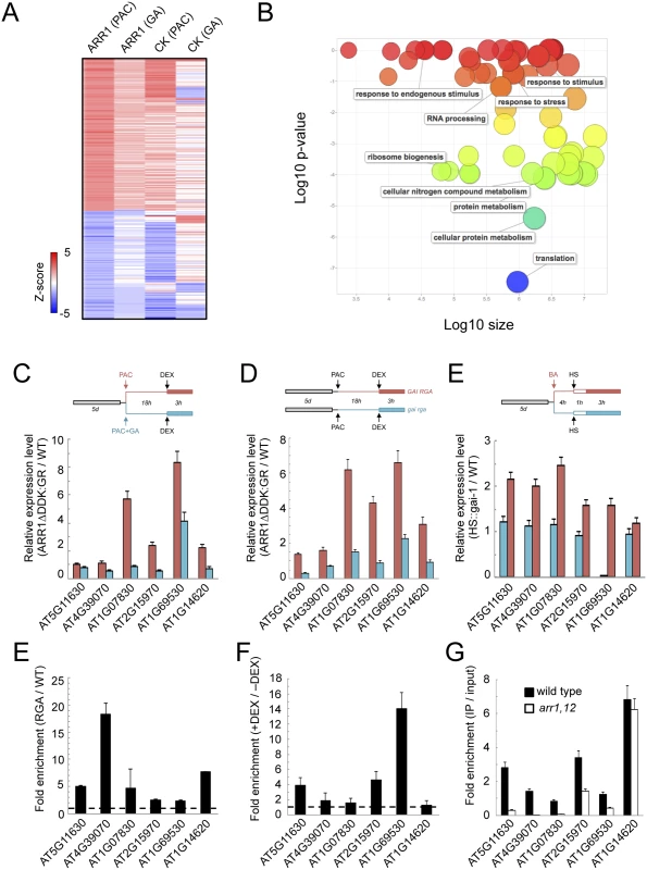 ARR1 and DELLA act as transcriptional co-regulators in Arabidopsis.