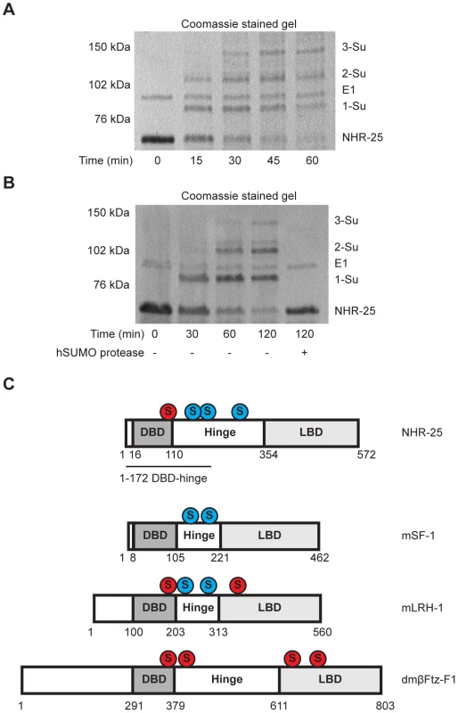 The NHR-25 DBD is robustly sumoylated.