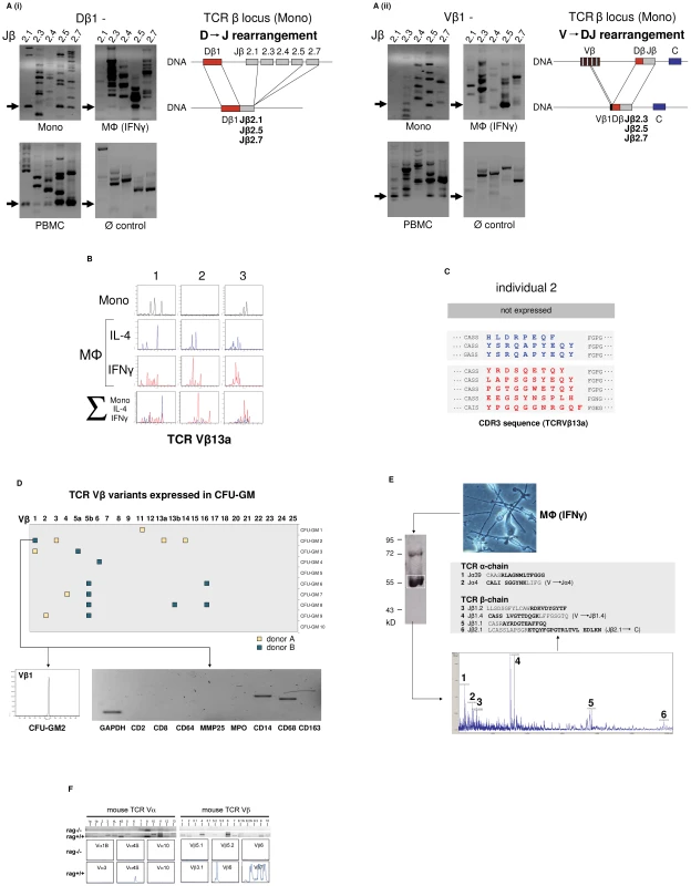 The monocyte/macrophage TCRαβ is a recombinatorial receptor.