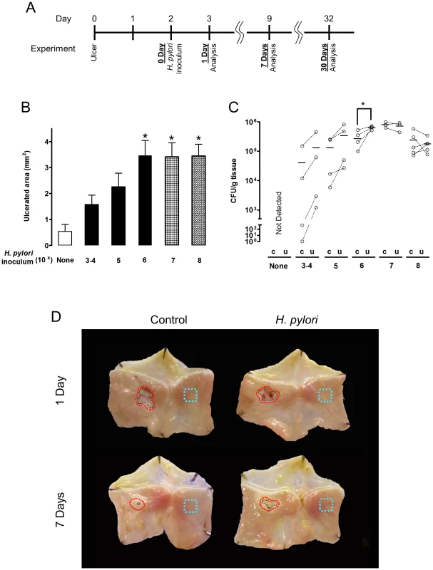 Effect of different amounts of <i>H. pylori</i> inoculation on gastric ulcer healing.