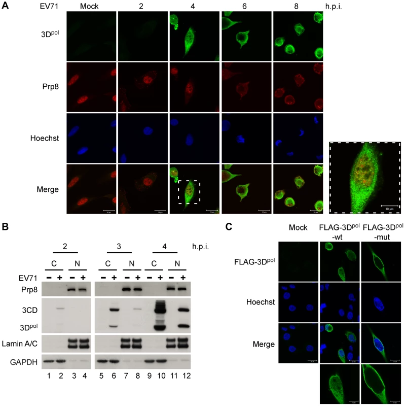 3D<sup>pol</sup> and Prp8 are colocalized in the nucleus at 4 h.p.i.