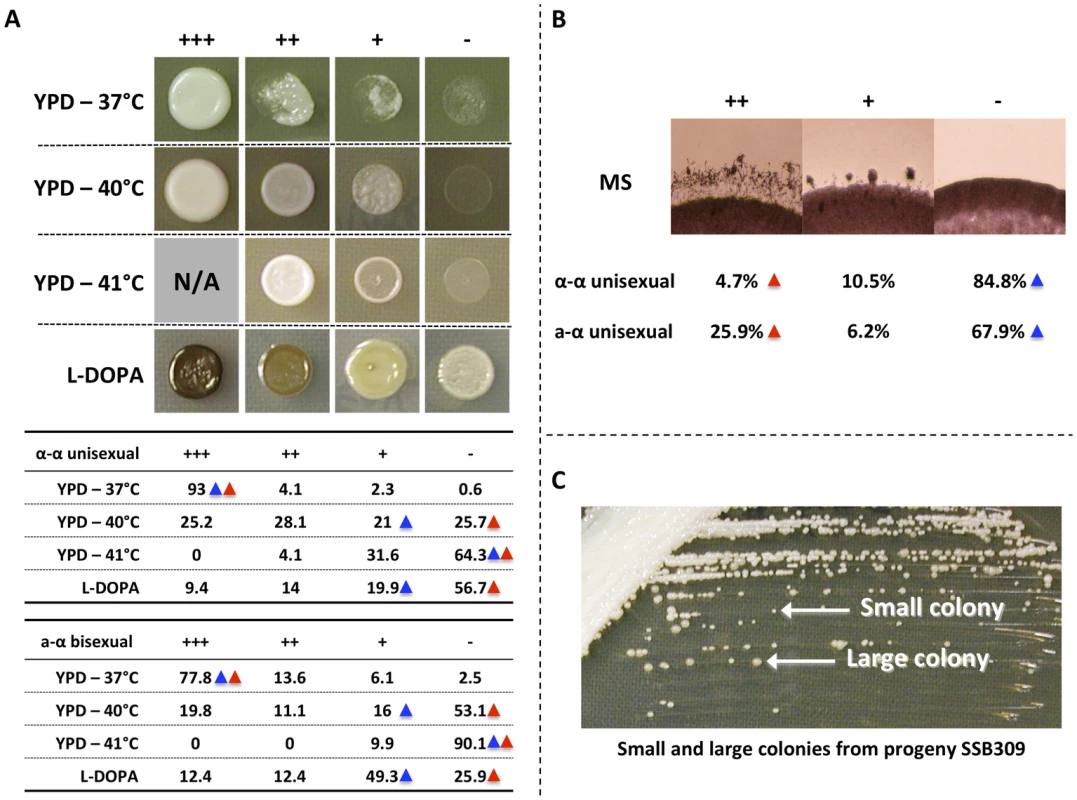 Phenotypic analyses of progeny from α-α unisexual and a-α bisexual reproduction.