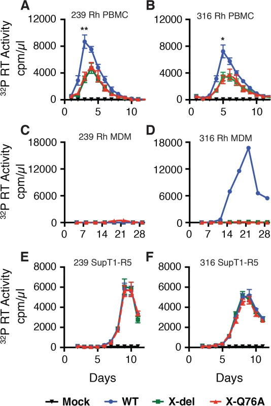 The replication of Vpx defective SIV mutants is attenuated in rhesus macaque mononuclear cells.