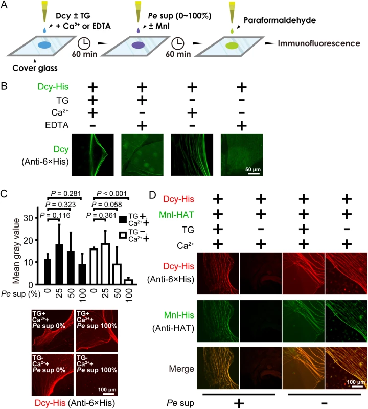 Covalently crosslinked drosocrystallin fibers are resistant to proteolytic digestion and trap a pore-forming exotoxin, monalysin.