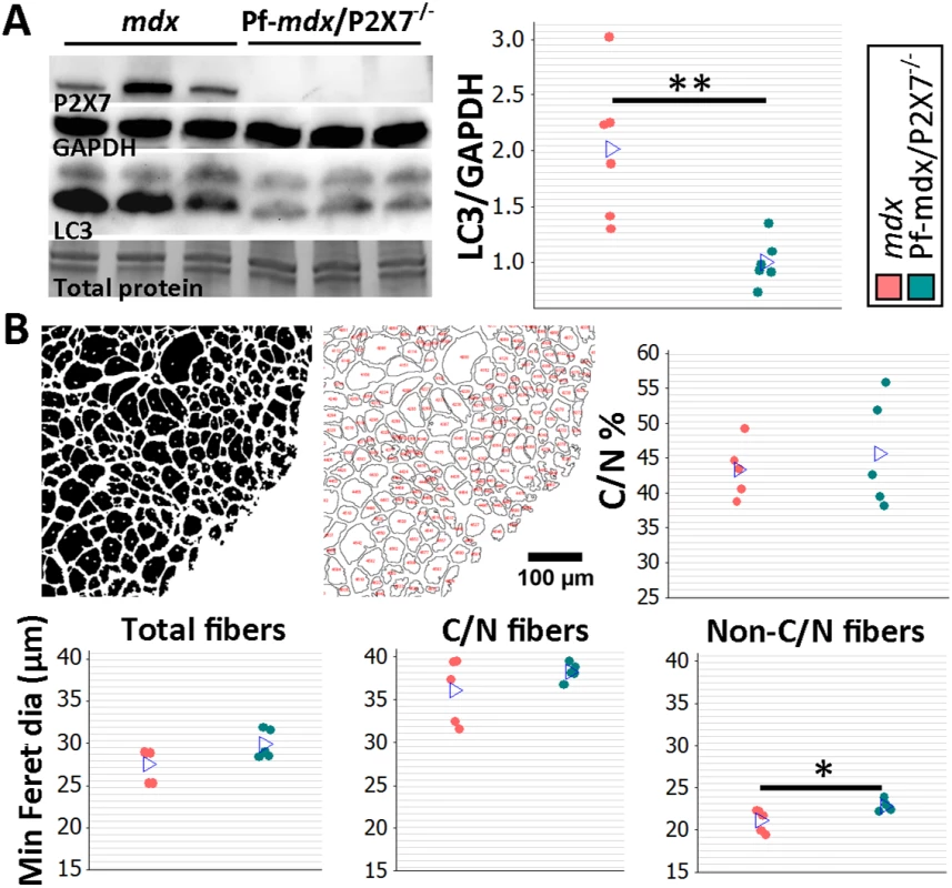 <i>P2RX7</i> ablation reduces the pathology in 20-mo-old tibialis anterior muscles.