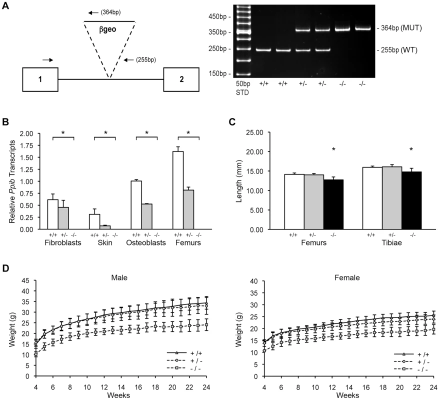 Generation of a murine model of Cyclophilin B deficiency.