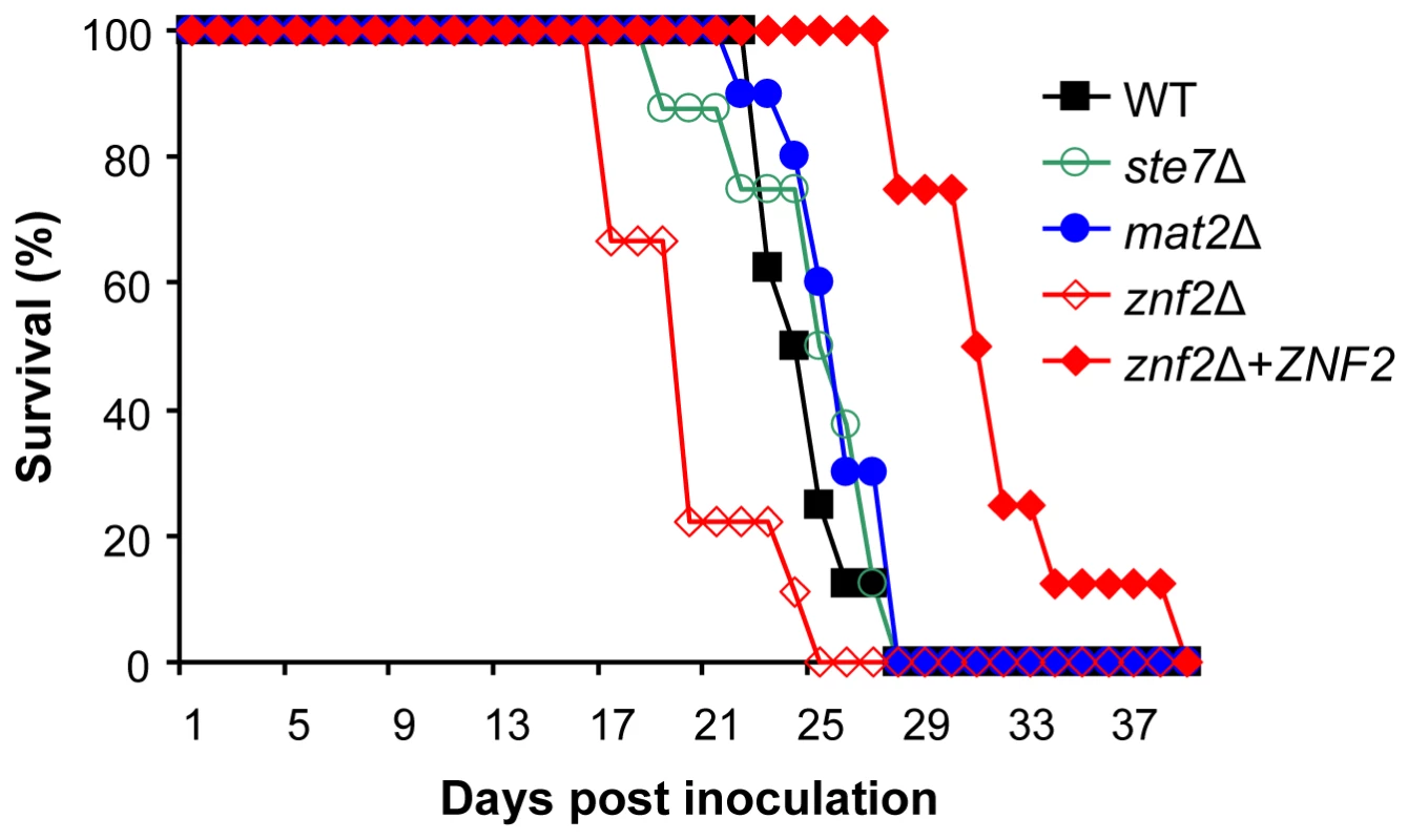 Mat2 is dispensable for virulence, while Znf2 is a negative regulator of pathogenicity.