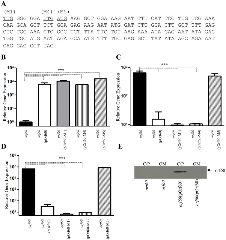 Orf60 encodes a regulatory protein.