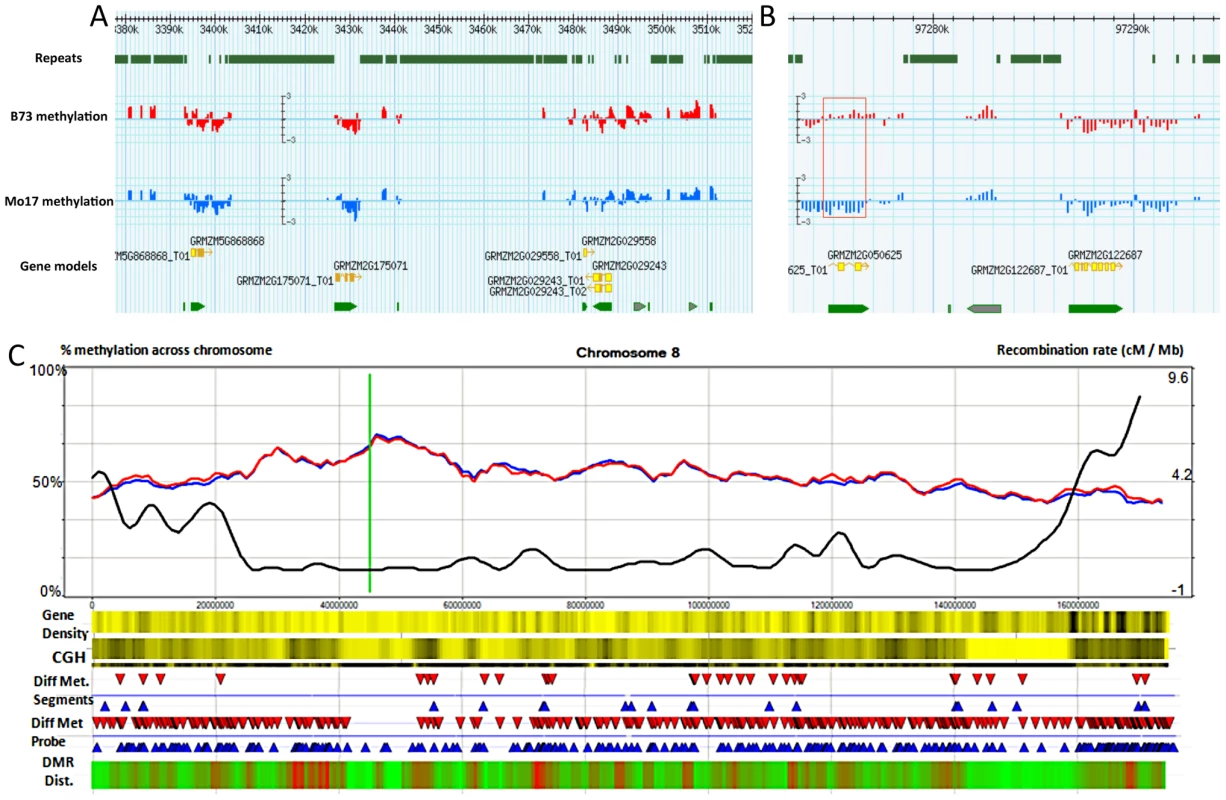 Synopsis of chromosome-level methylation and variation.