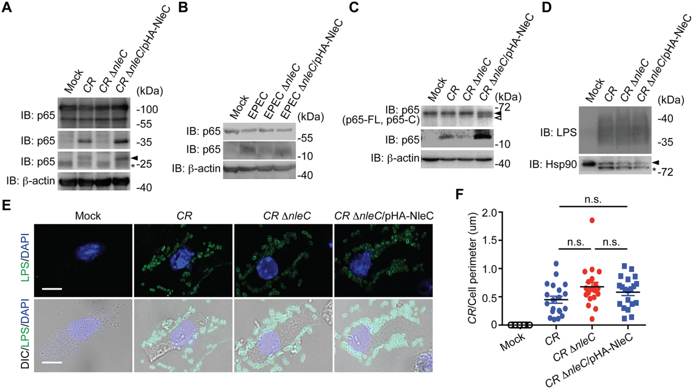 NleC cleaves p65 during <i>C</i>. <i>rodentium</i> and EPEC infections.