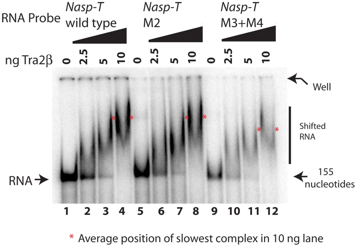 Point mutants in the Nasp-T exon within candidate Tra2β binding sites are still able to bind to Tra2β.