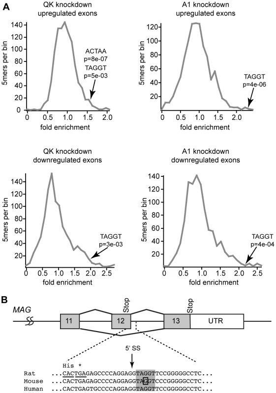 hnRNP A1 motifs are enriched in QK-responsive exons.