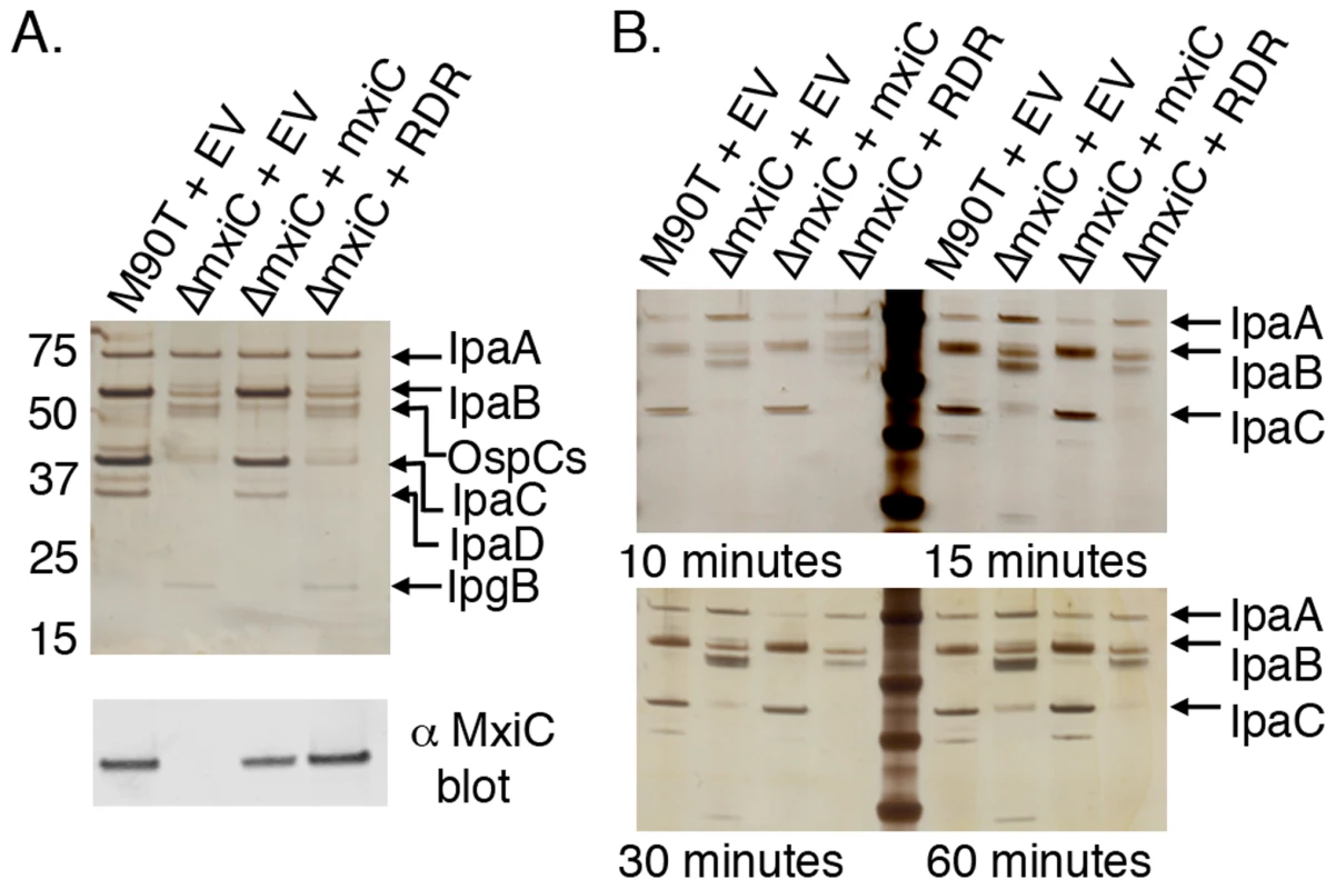 The gatekeeper-chaperone complex is needed for efficient translocator secretion.