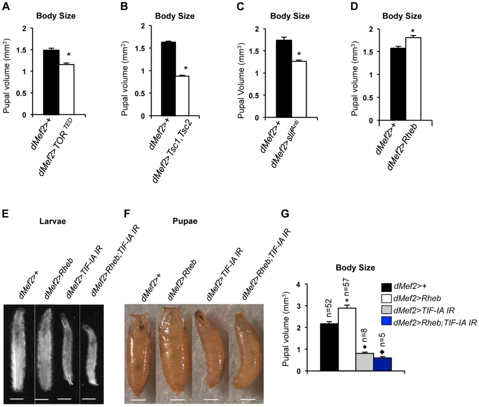 TOR activity in muscle is required and sufficient to promote body growth and TIF-IA inhibition in muscle blocks Rheb induced body growth.
