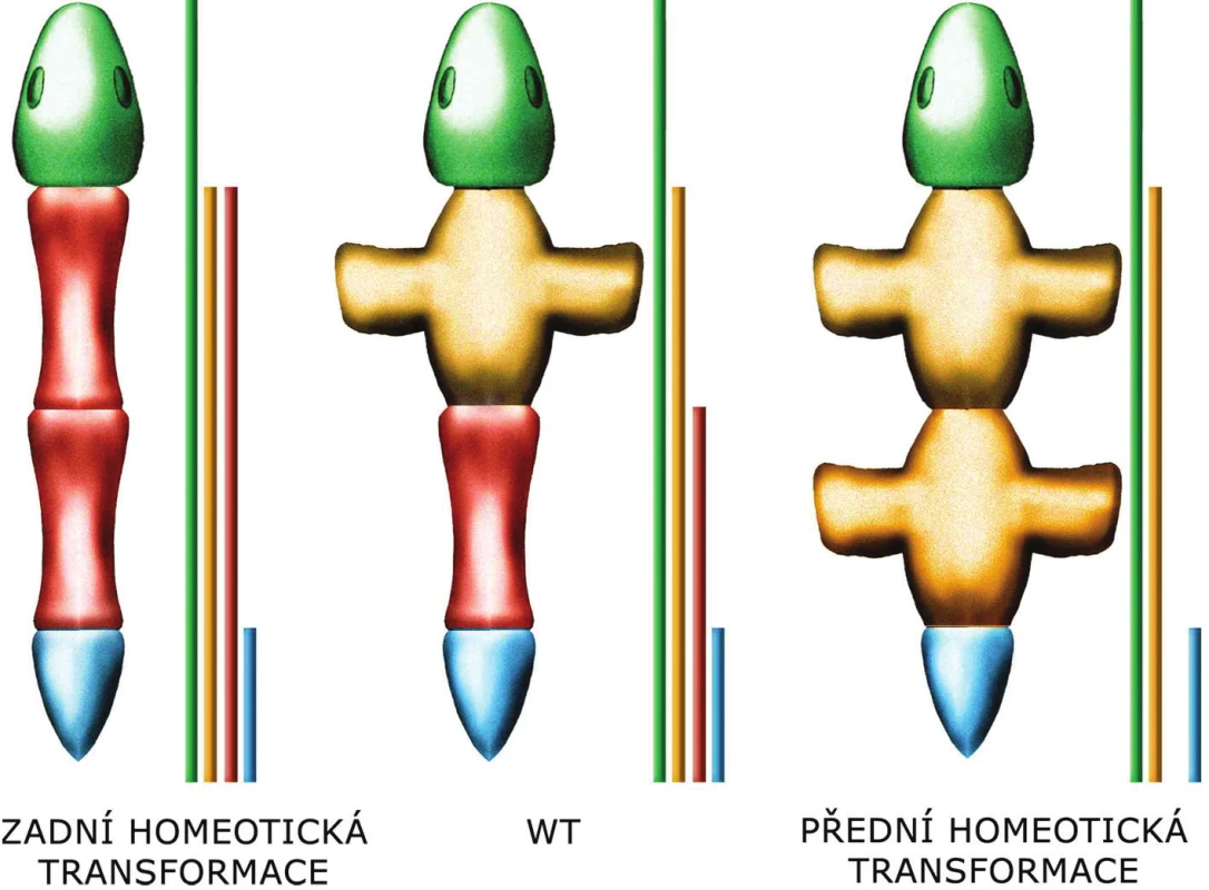 Schéma zadní a přední homeotická transformace jako důsledek ztráty funkce či zvýšené exprese některého z Hox genů při uplatnění principu zadní prevalence   
Expresní domény jednotlivých Hox genů do sebe „zapadají“ jako matrjošky, kdy tou nejmenší panenkou je expresní doména genu nejblíže 5’konci a těmi postupně většími ji obklopujícími panenkami jsou domény genů, které postupně leží od 5’konce směrem ke 3’konci.