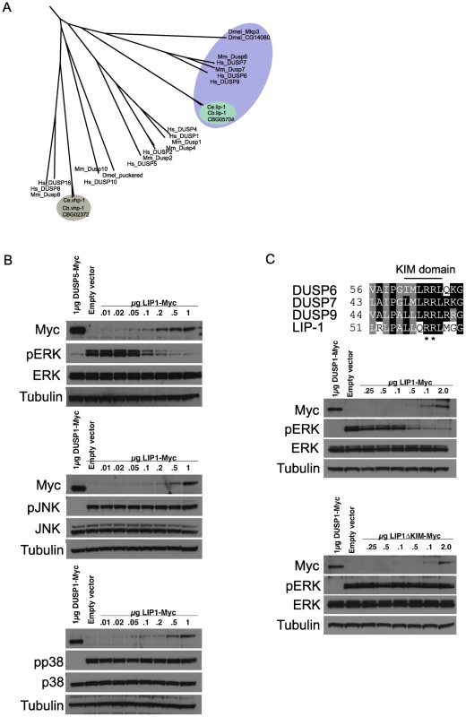 <i>lip-1</i> encodes an ERK–specific phosphatase.